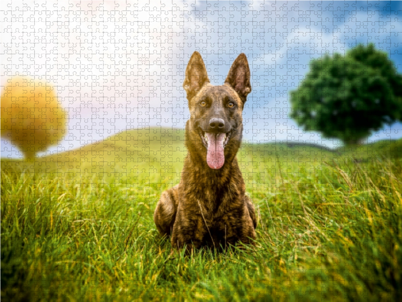 Ein Motiv aus dem Kalender Hundeleben Schäferhund