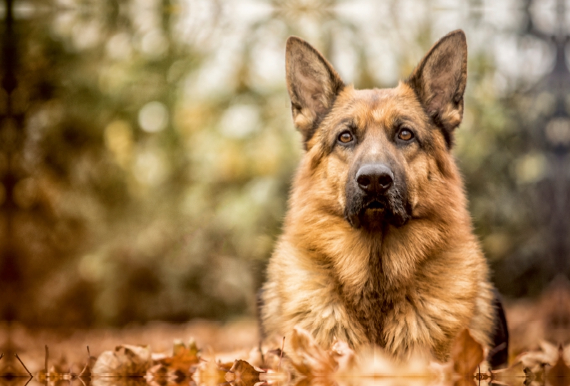 Deutscher Schäferhund