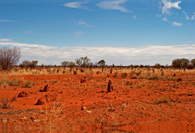 Westaustralien: Ständige Begleiter am Tanami Track - die Termitenhügel