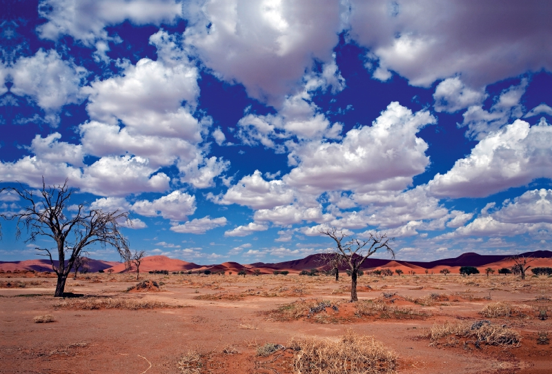 Namibia: Überall Dünen und wenig Vegetation im Namib Naukluft Park.