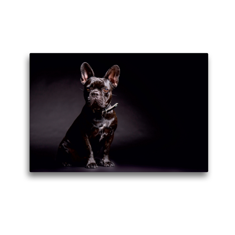 Ein Motiv aus dem Kalender French Bulldog