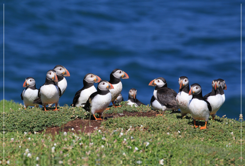 Papagaientaucher auf Skokholm Island