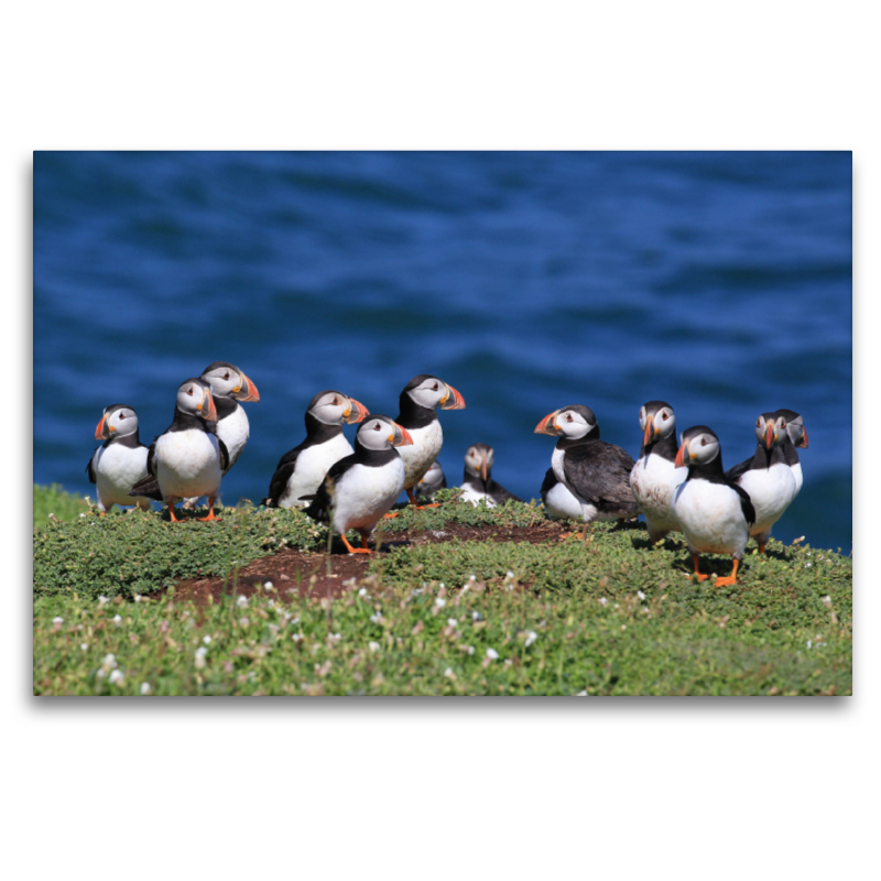 Papagaientaucher auf Skokholm Island