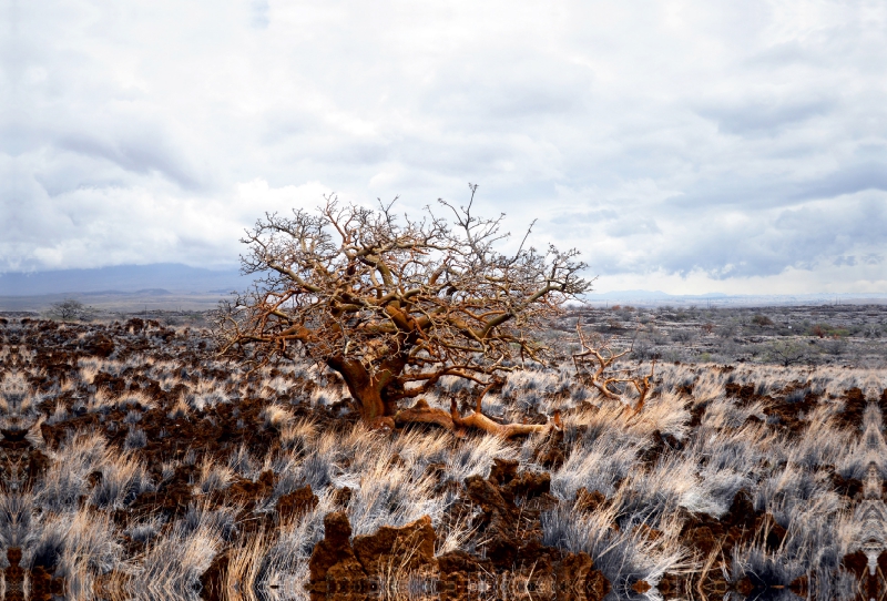 The WiliWili Tree