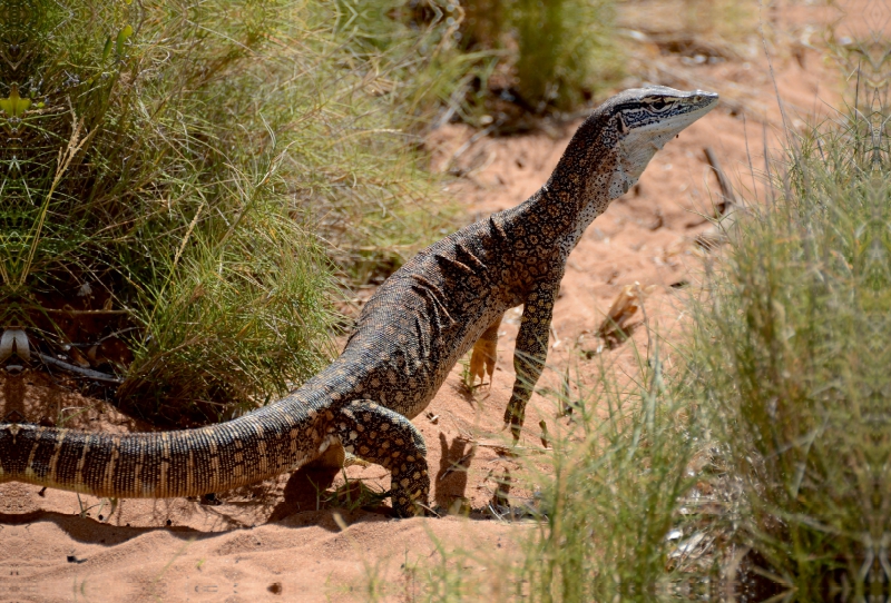 Waran, Western Australia