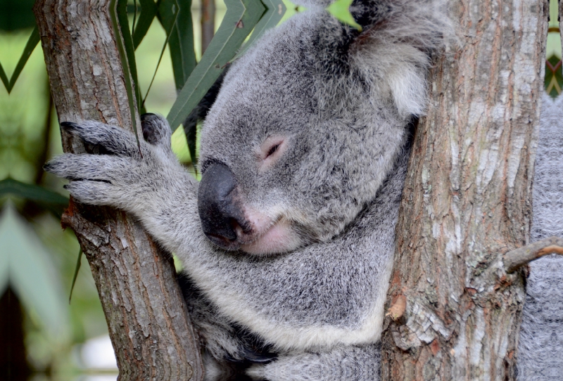 Koala, New South Wales