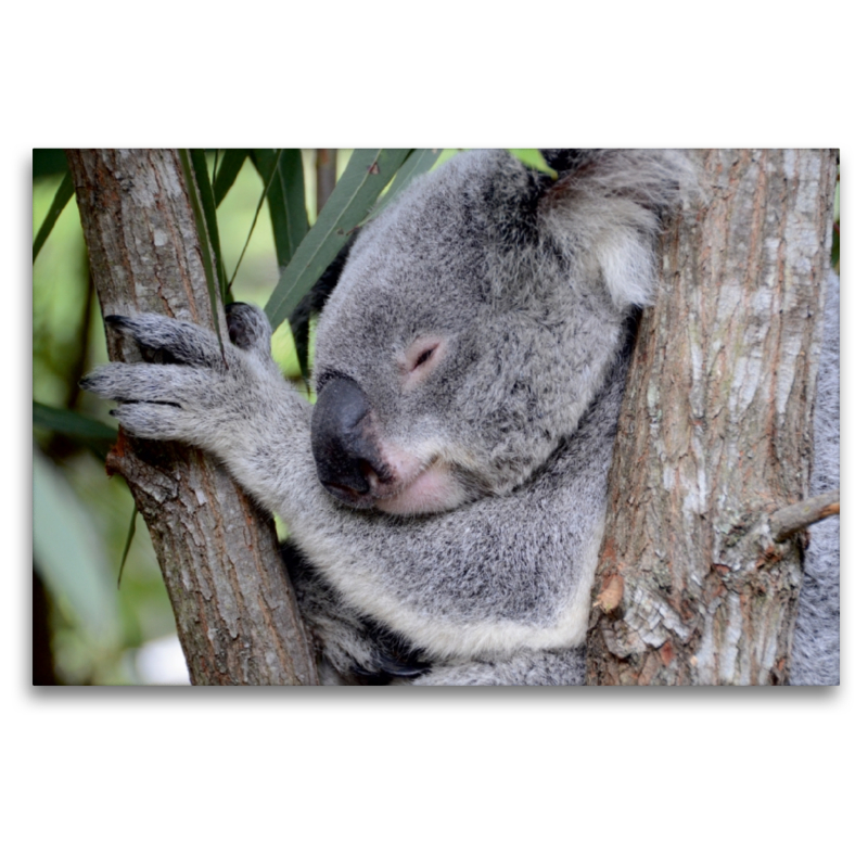 Koala, New South Wales