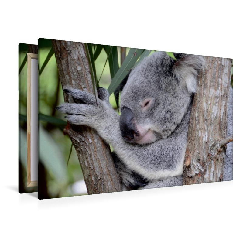 Koala, New South Wales