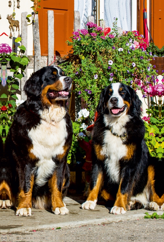 Berner Sennenhunde vor einem Bauernhaus