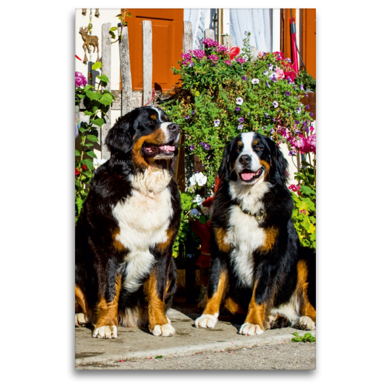 Berner Sennenhunde vor einem Bauernhaus