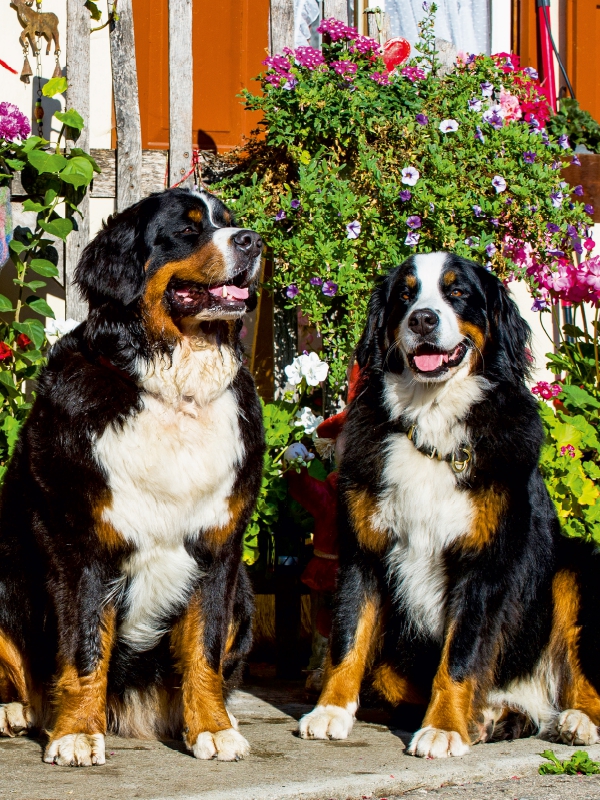 Berner Sennenhunde vor einem Bauernhaus