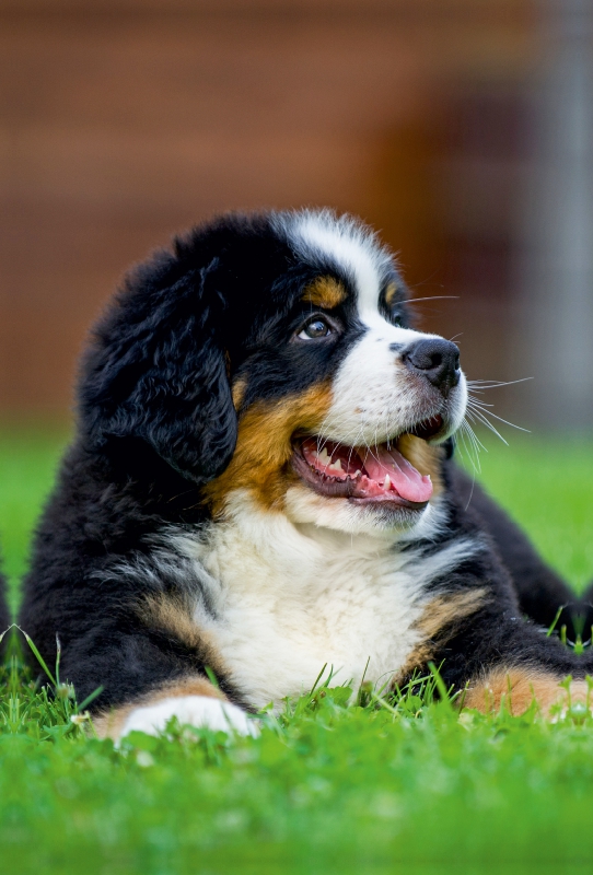 Berner Sennenhund Welpe