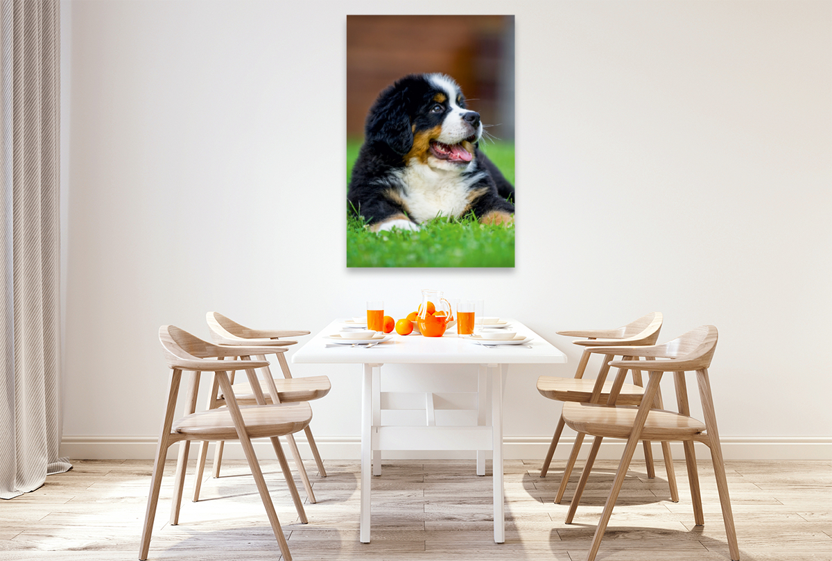 Berner Sennenhund Welpe