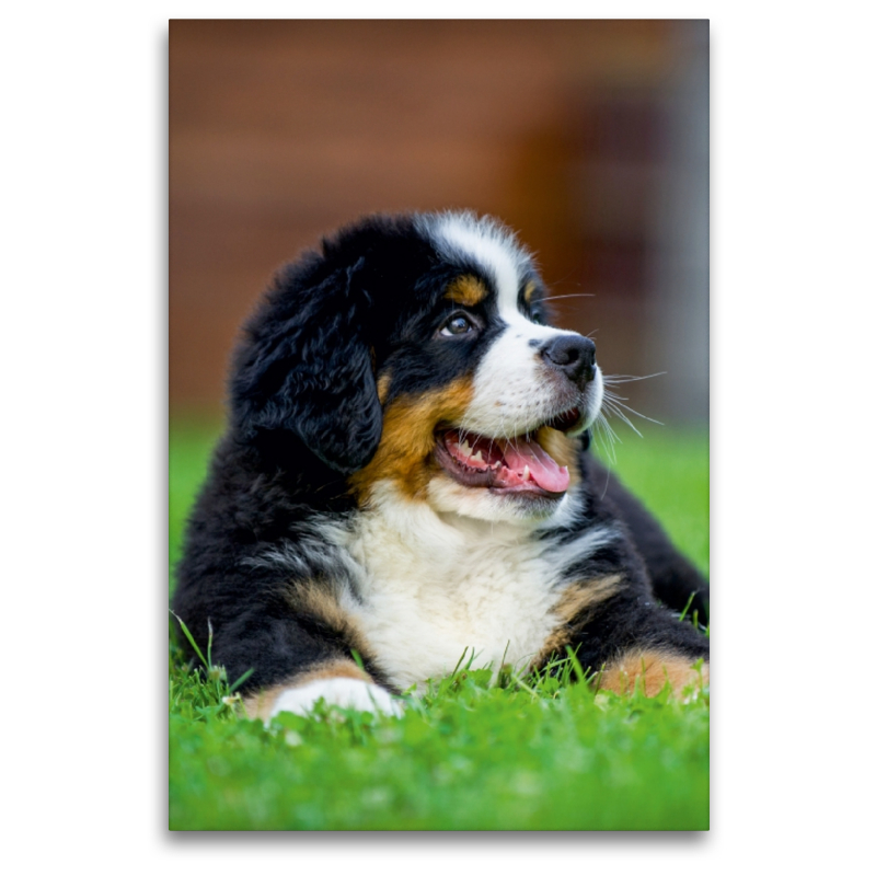 Berner Sennenhund Welpe