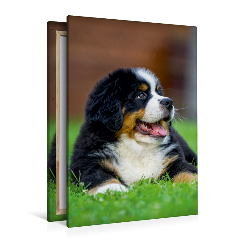 Berner Sennenhund Welpe