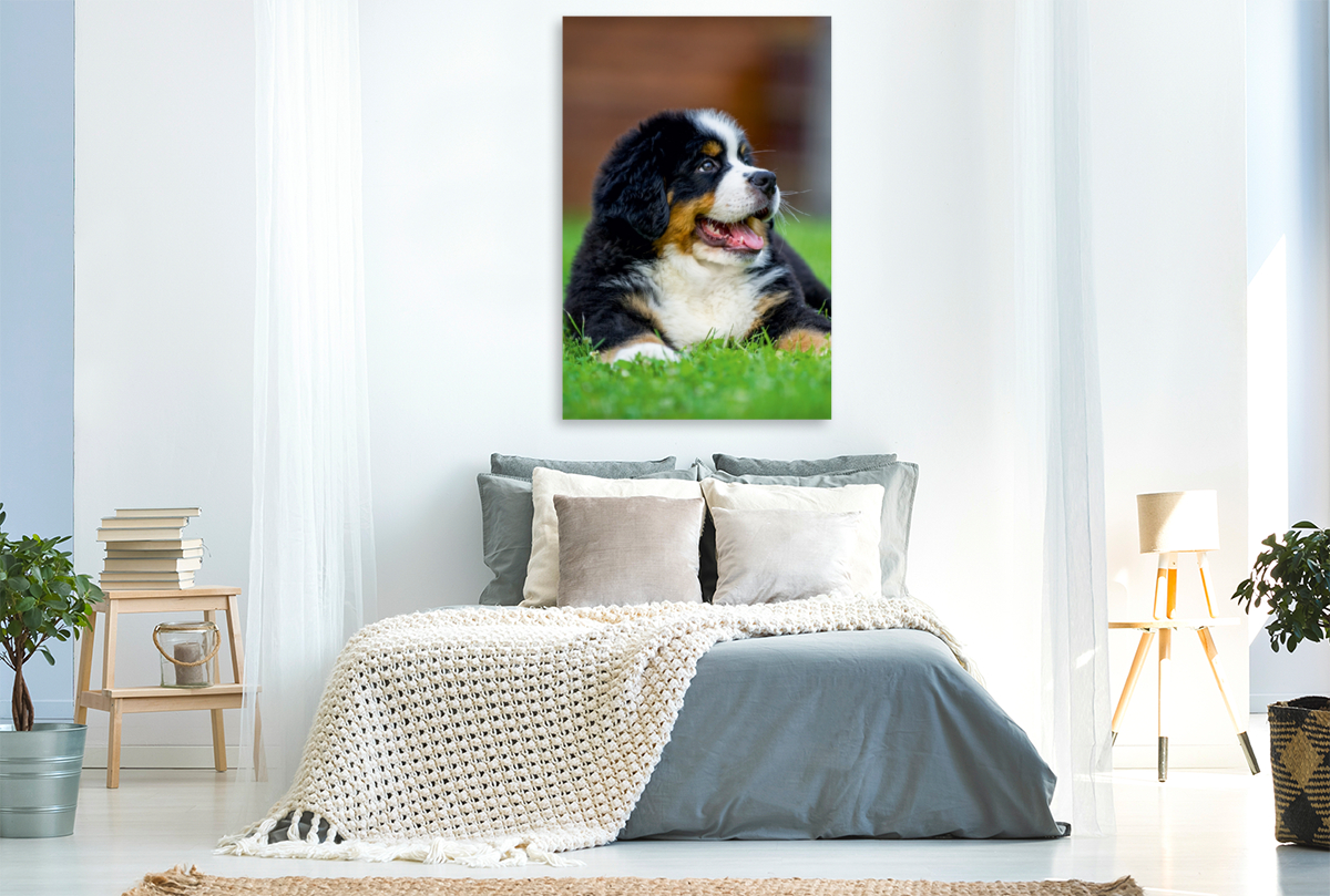 Berner Sennenhund Welpe