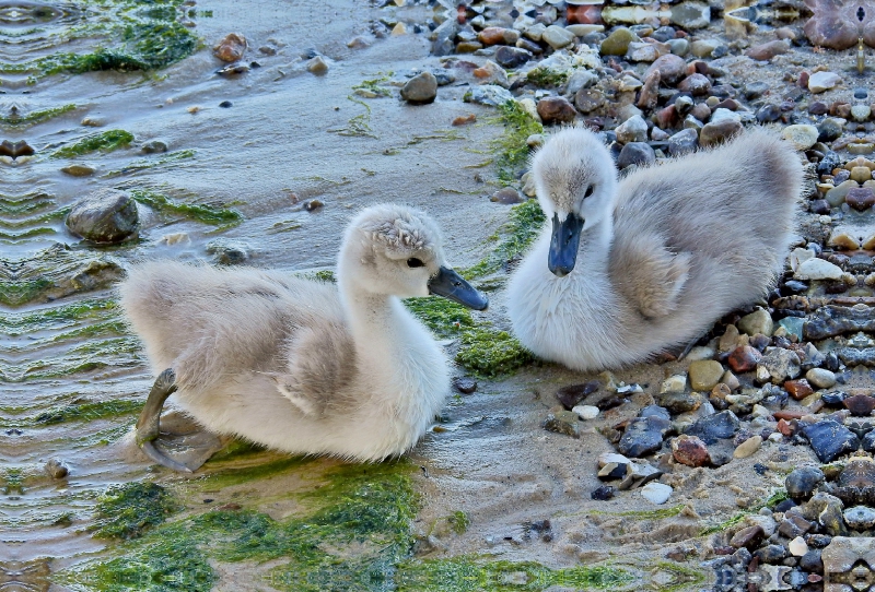 Junge Höckerschwäne am Ostsee Strand.