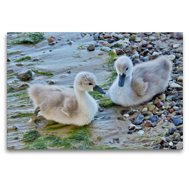 Junge Höckerschwäne am Ostsee Strand.