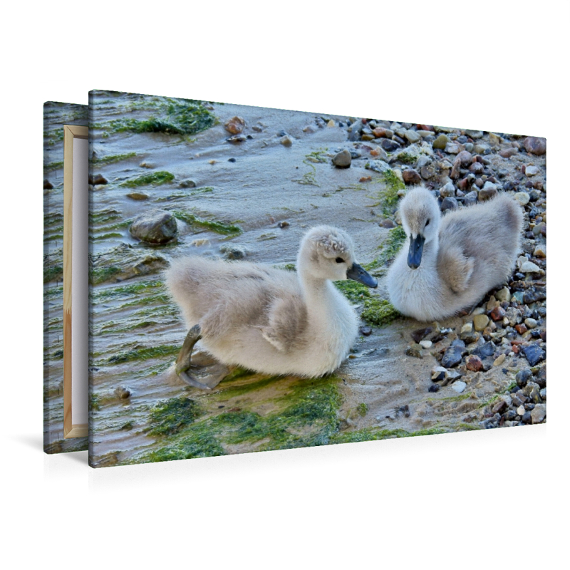 Junge Höckerschwäne am Ostsee Strand.