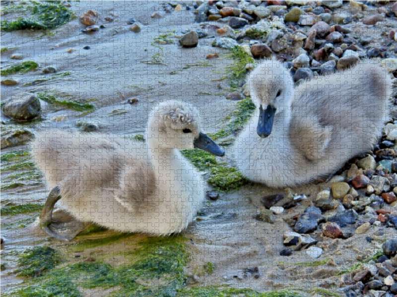 Junge Höckerschwäne am Ostsee Strand.