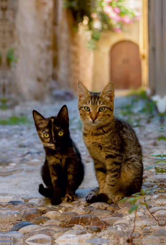 Katzenkinder in einer Altstadtgasse von Rhodos