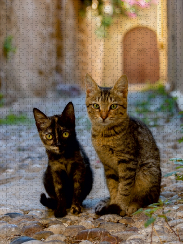 Katzenkinder in einer Altstadtgasse von Rhodos