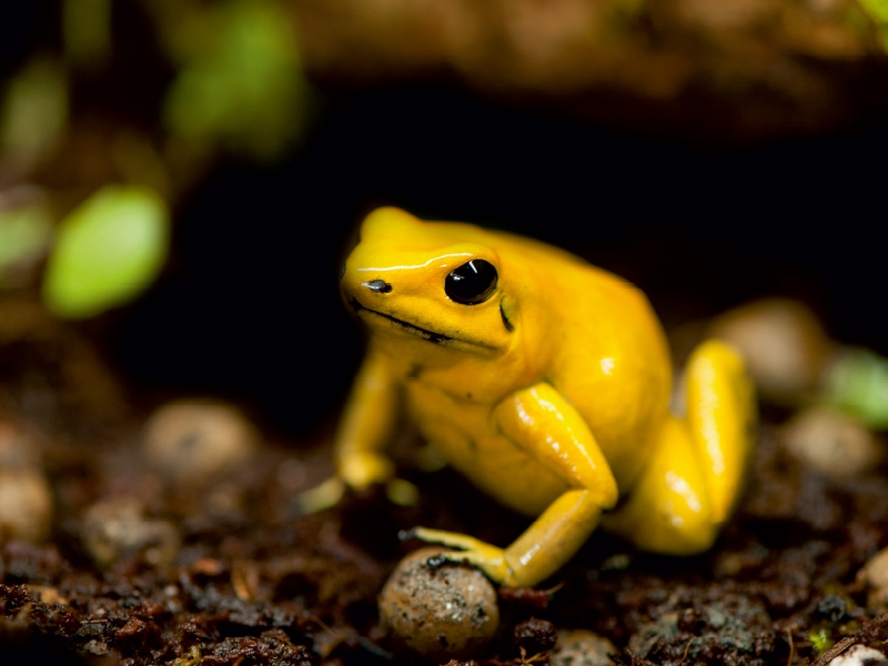 Schreckliche Pfeilgiftfrosch (Phyllobates terribilis)