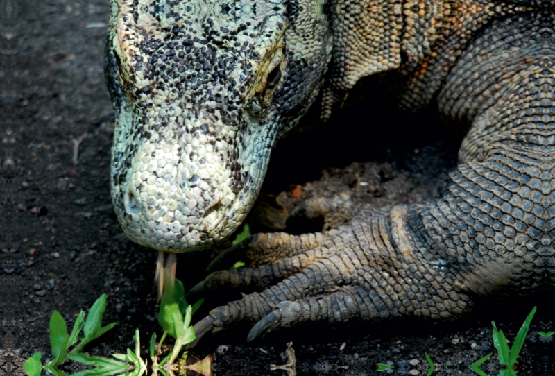 Komodowaran - Varanus komodoensis