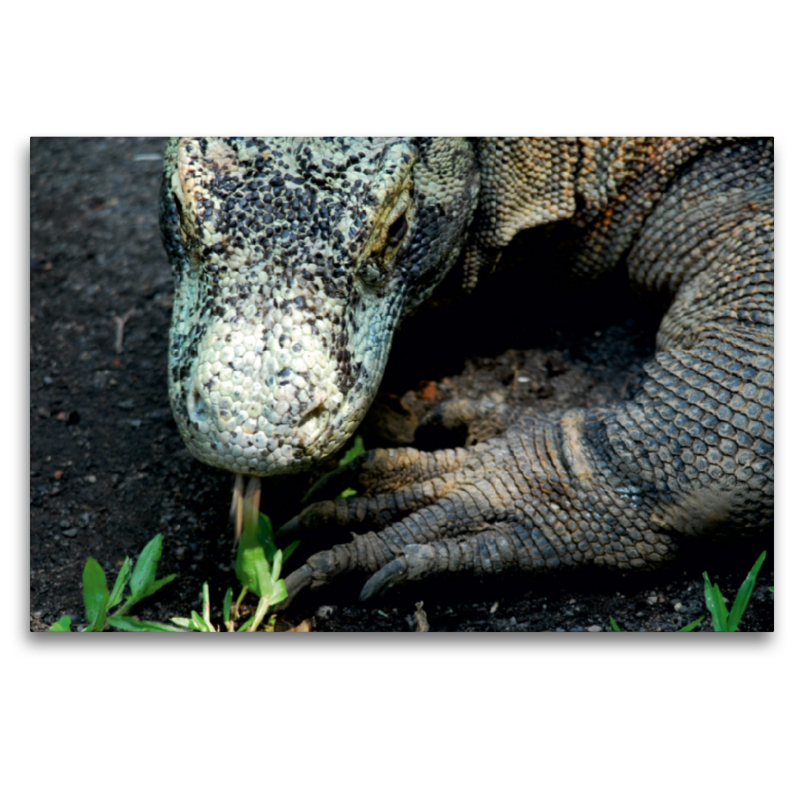 Komodowaran - Varanus komodoensis