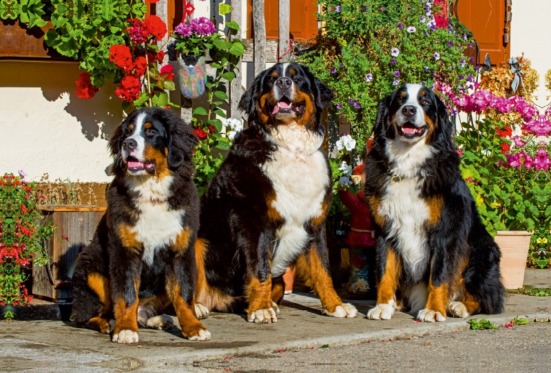 Berner Sennenhunde vor einem Bauernhaus