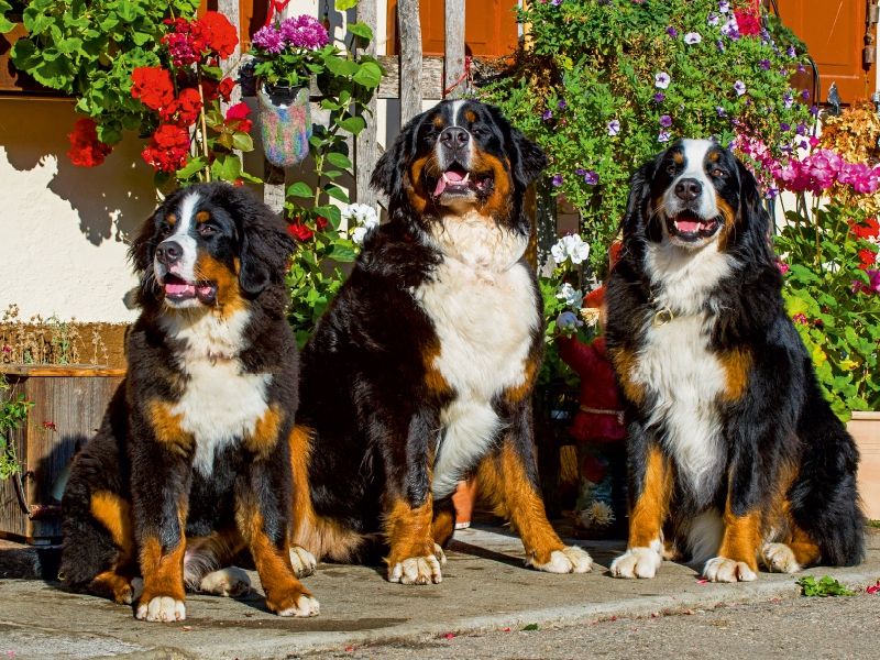 Berner Sennenhunde vor einem Bauernhaus