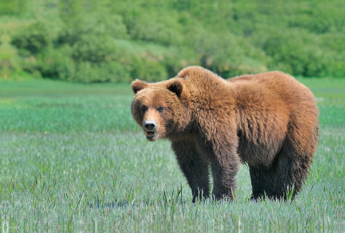 Braunbär in Alaska