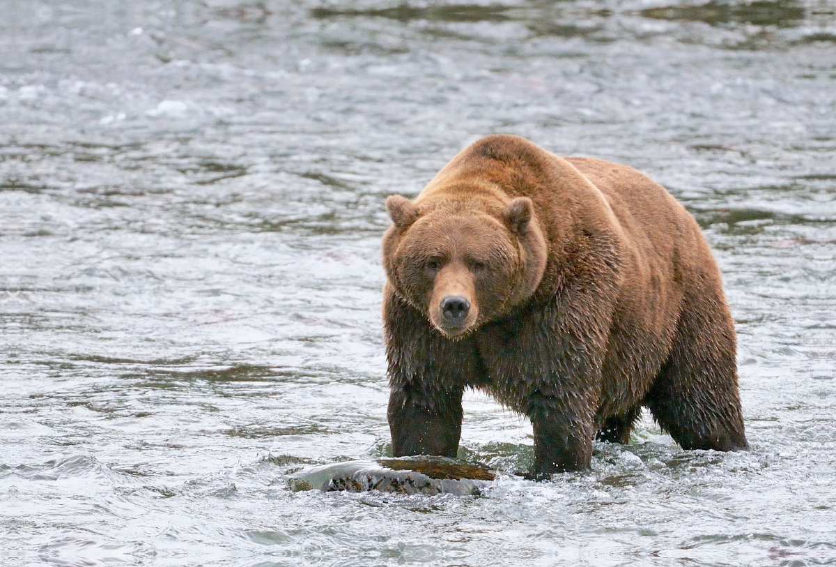 Braunbär in Alaska