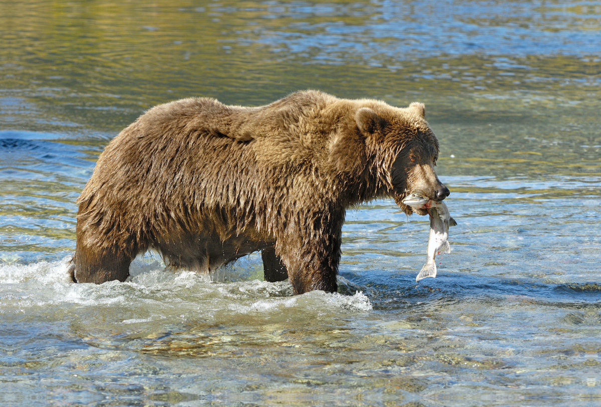 Braunbär mit Lachs