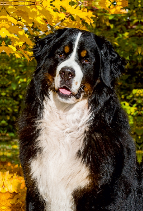 Berner Sennenhund - Herbststimmung