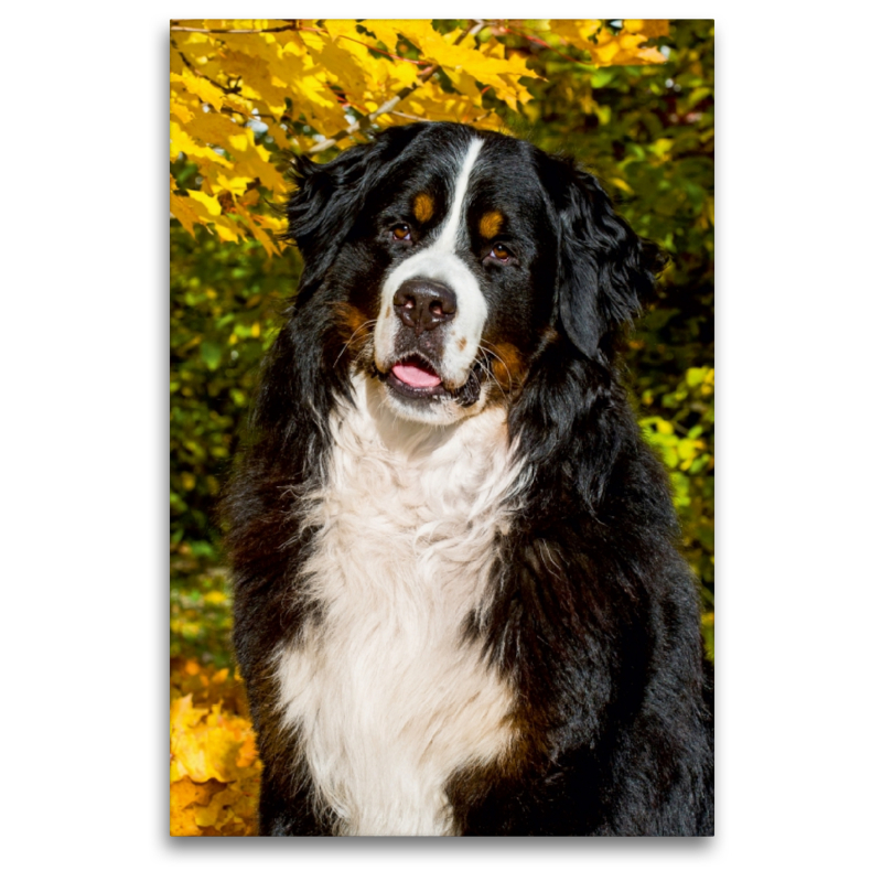 Berner Sennenhund - Herbststimmung