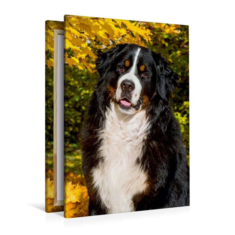 Berner Sennenhund - Herbststimmung