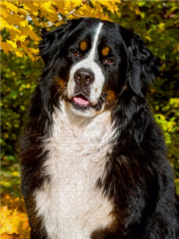 Berner Sennenhund - Herbststimmung