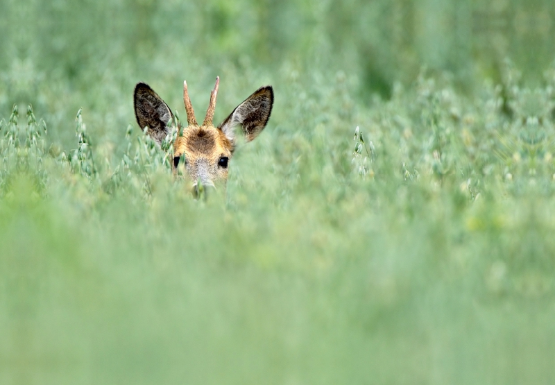 Ein Motiv aus dem Kalender Wildlife Impressionen