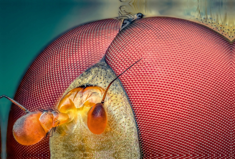 Schwebfliege porträtiert in extremer Vergrößerung