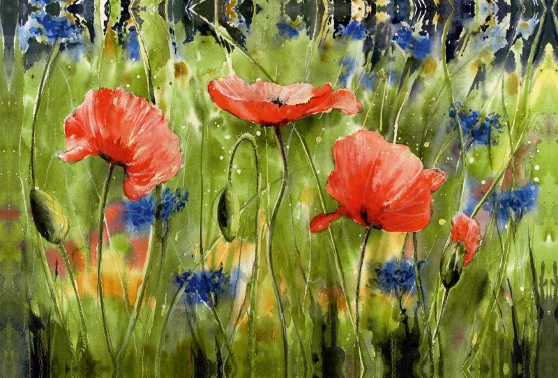 Aquarell Mohn