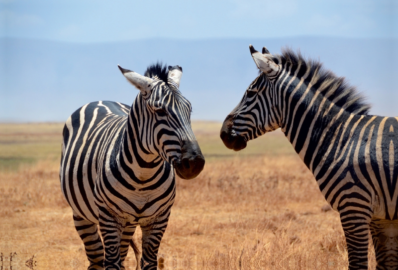 Zebras im Ngorongoro-Krater