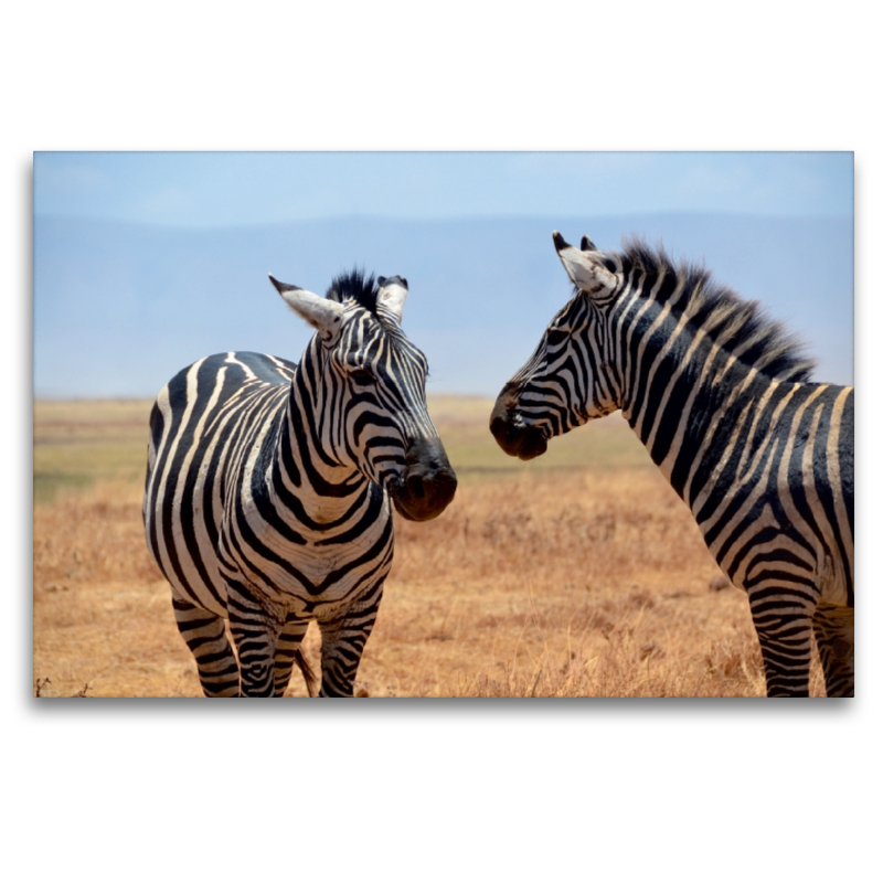 Zebras im Ngorongoro-Krater