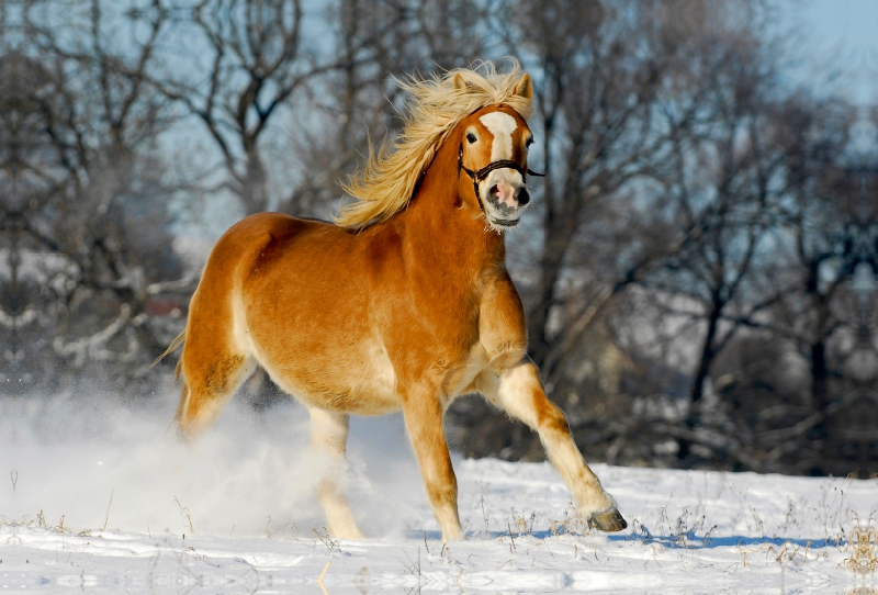 Haflinger im Schnee