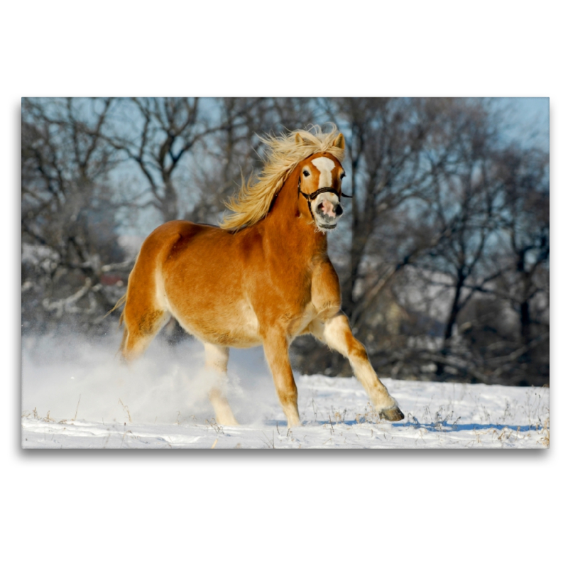 Haflinger im Schnee