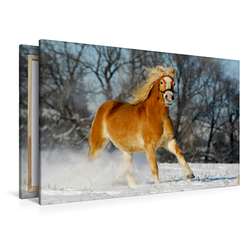 Haflinger im Schnee