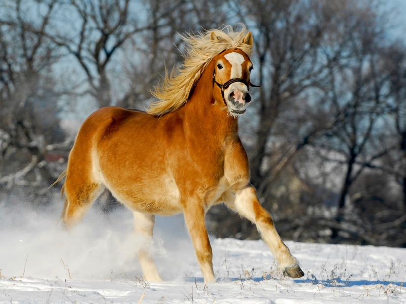 Haflinger im Schnee