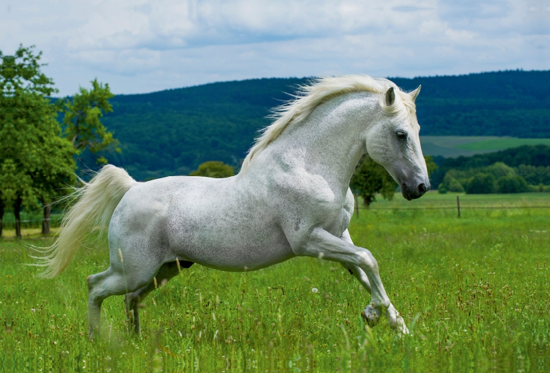 Lipizzaner Hengst