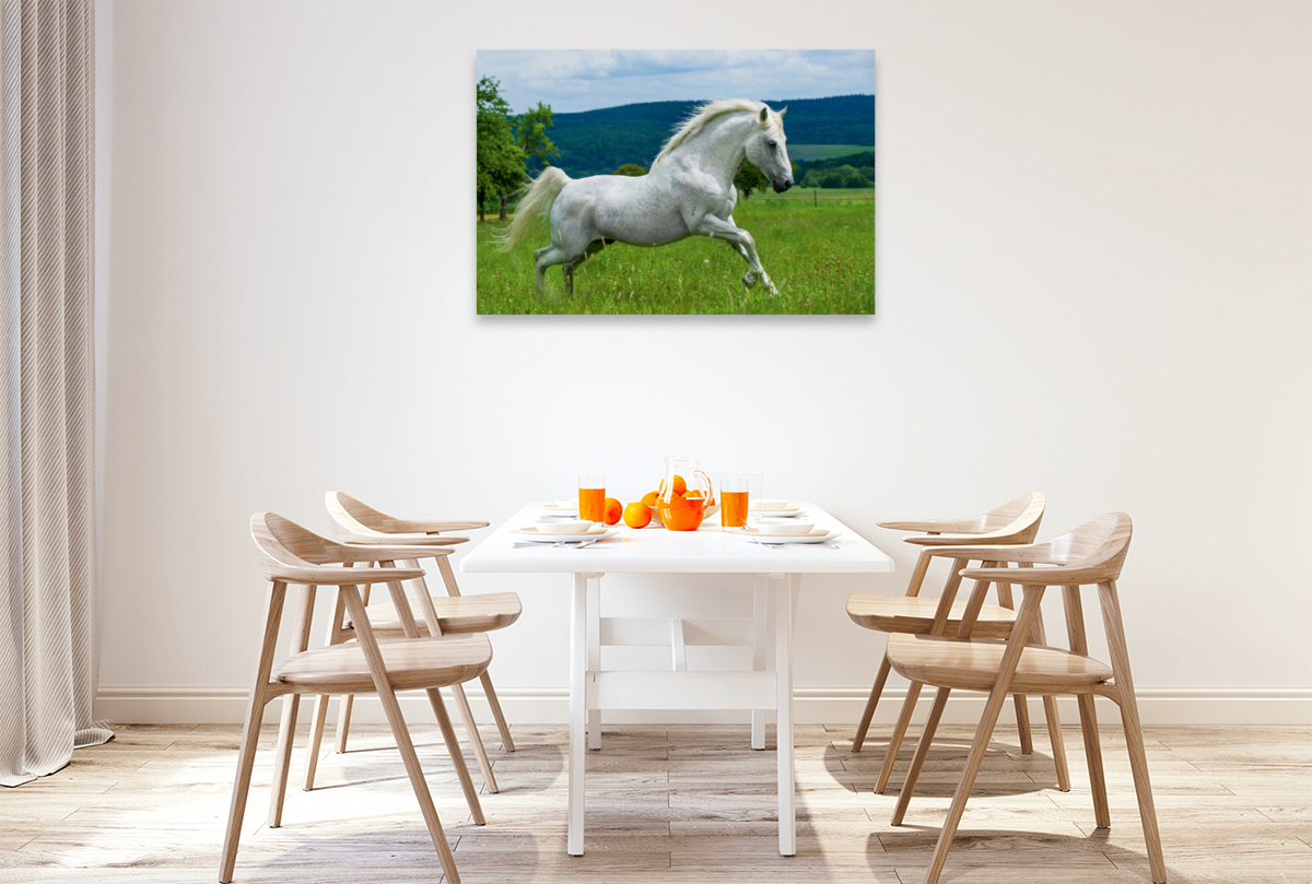 Lipizzaner Hengst