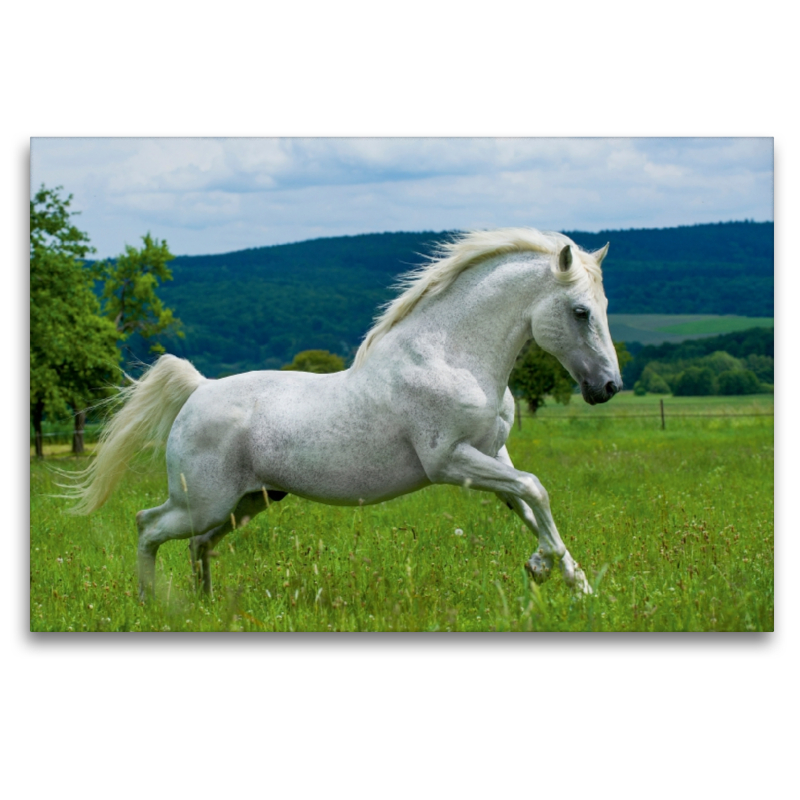 Lipizzaner Hengst